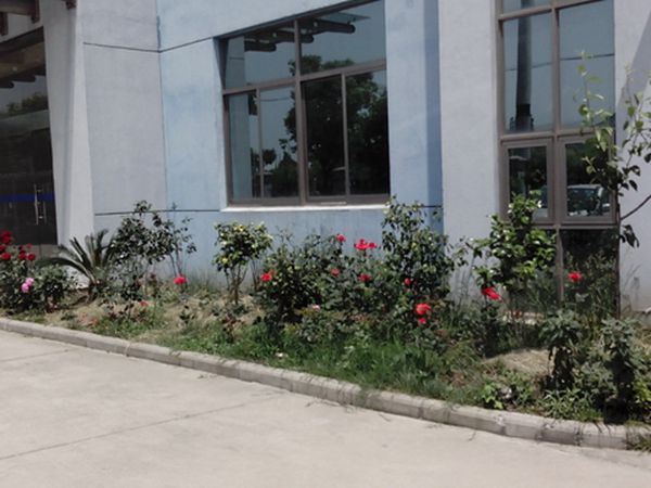 Plants and flowers